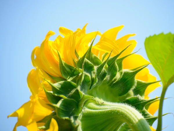 Beautiful Bright Sunflower Against the Blue Sky — Stock Photo, Image