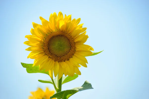 Beau tournesol lumineux contre le ciel bleu — Photo