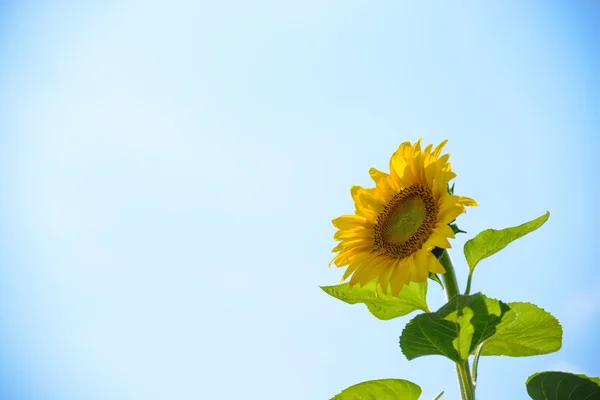 Piękne jasne słonecznikowy przeciw błękitne niebo — Zdjęcie stockowe