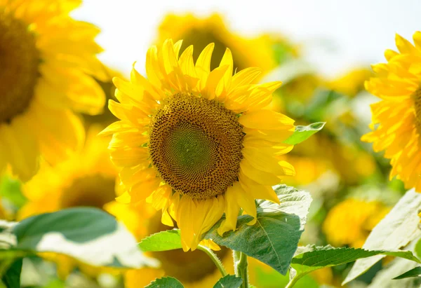 Mooie lichte zonnebloemen tegen de blauwe hemel — Stockfoto