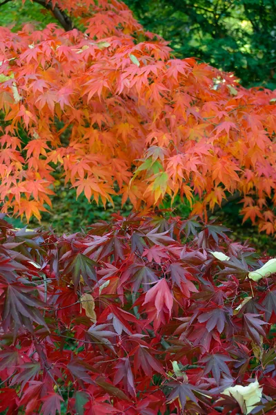 Colorful Autumn Maple Leafs on the Tree — Stock Photo, Image