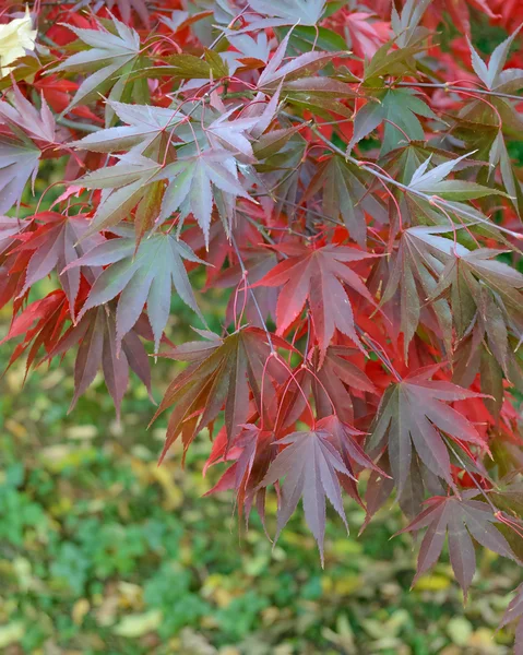 Colorful Autumn Maple Leafs on the Tree — Stock Photo, Image