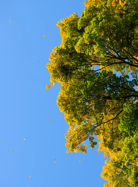 Padající barevné podzimní listí a strom nad tmavomodrá obloha — Stock fotografie