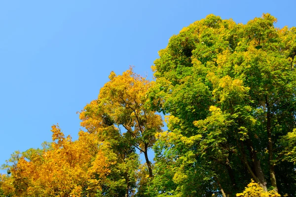 Colorful Autumn Leafs on the Tree over Deep Blue Sky — Stock Photo, Image