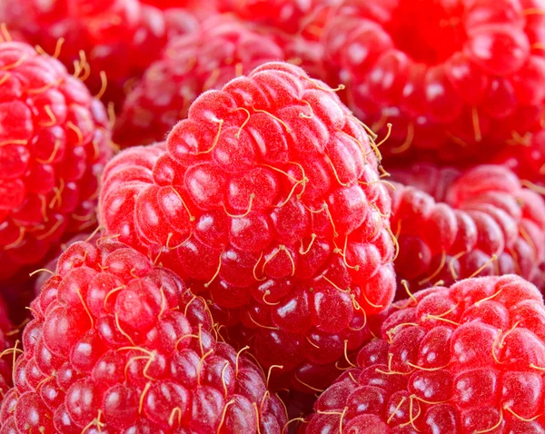 Closeup Image of Juicy Raspberries. Tasty Summer Background — Stock Photo, Image