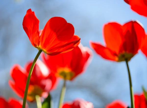 Szép piros tulipán mező tavaszi eget-ban okos napfény — Stock Fotó