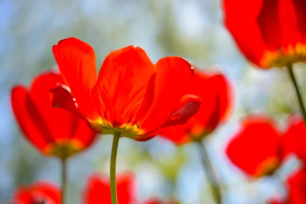 Szép piros tulipán mező tavaszi eget-ban okos napfény — Stock Fotó