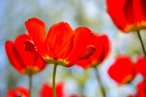 Schöne rote Tulpen auf dem Feld unter dem Frühlingshimmel im hellen Sonnenlicht — Stockfoto