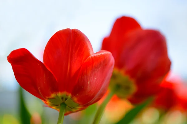 Schöne rote Tulpen auf dem Feld unter dem Frühlingshimmel im hellen Sonnenlicht — Stockfoto
