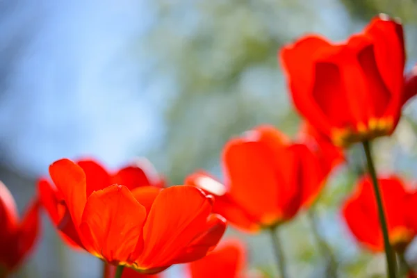 Красные тюльпаны в поле под весенним небом при ярком солнечном свете — стоковое фото