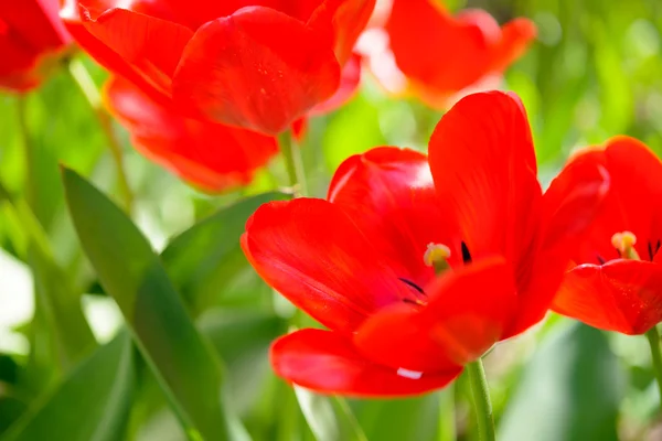 Schöne rote Tulpen auf dem Feld — Stockfoto