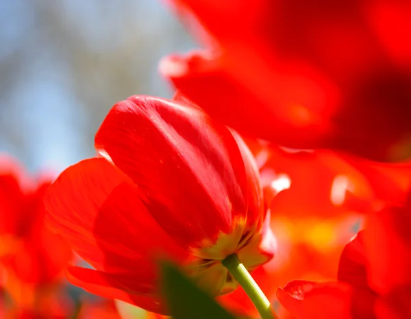 Krásné červené tulipány v poli pod jarní oblohy za jasného slunečního světla — Stock fotografie