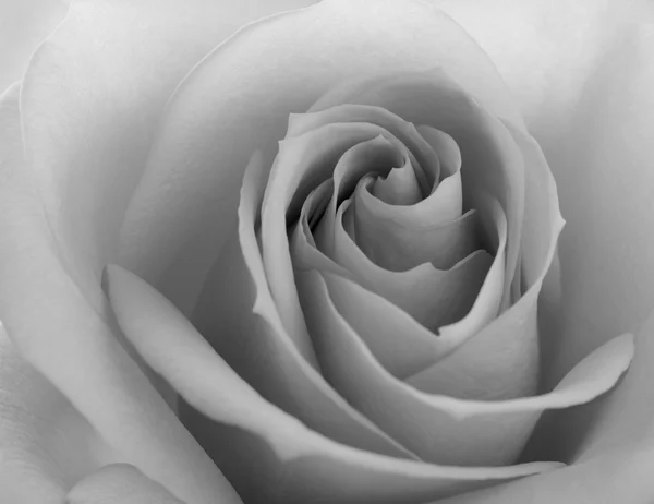 Black and White Close up Image of Beautiful Pink Rose. Flower Background — Stock Photo, Image