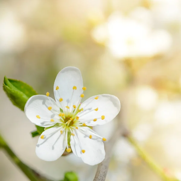 Kwiat biały wiosna w jasnym świetle słońca na jasne tło zamazane pole — Zdjęcie stockowe