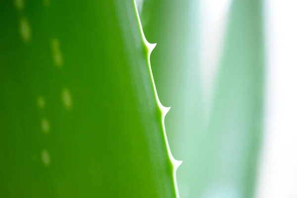 Close up Image of Green Aloe Vera Leafs on White Background — Stock Photo, Image