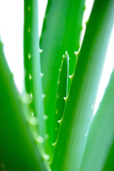 Close up Image of Green Aloe Vera Leafs on White Background — Stock Photo, Image