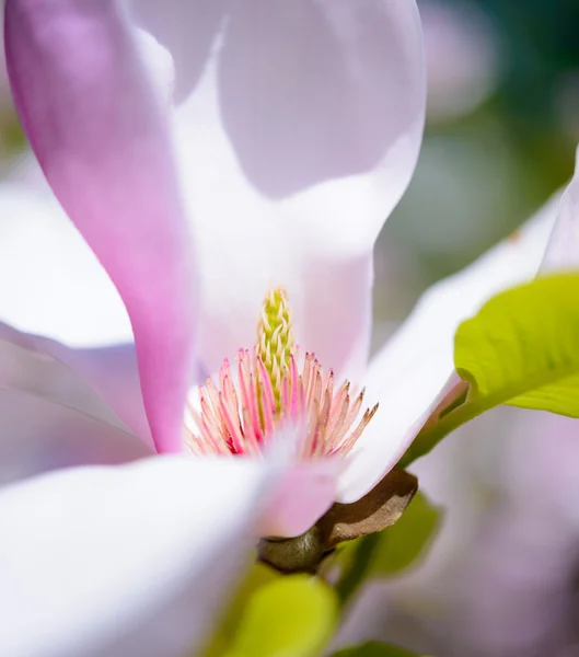 Zamknij się piękny różowy kwiat magnolii. Kwiatowy tło wiosna — Zdjęcie stockowe