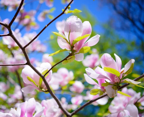 蓝蓝的天空背景上的美丽的粉红色玉兰花。春季花卉图像 — 图库照片