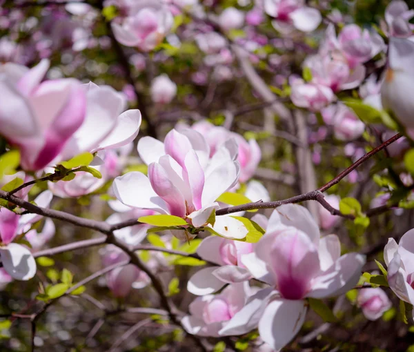Mooie roze Magnolia bloemen. Lente achtergrond — Stockfoto
