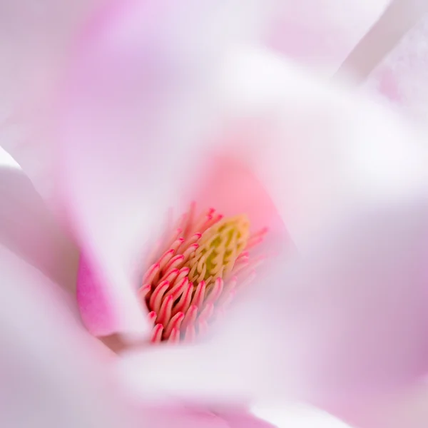Close-up van de mooie roze bloem van de Magnolia. Lente bloemen achtergrond — Stockfoto