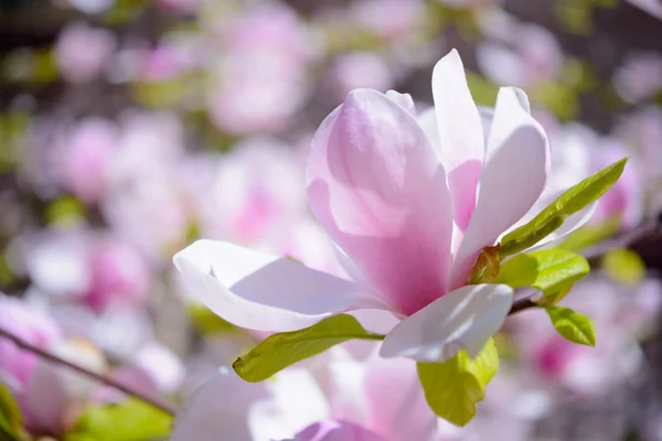 Mooie roze Magnolia bloemen. Lente achtergrond — Stockfoto