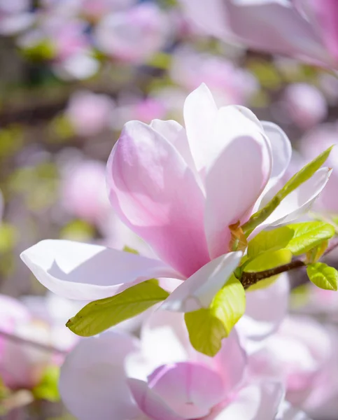 Lindas flores de magnólia rosa. Fundo da Primavera — Fotografia de Stock