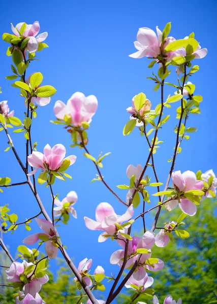 Hermosas flores de magnolia rosa sobre fondo azul cielo. Imagen floral de primavera — Foto de Stock