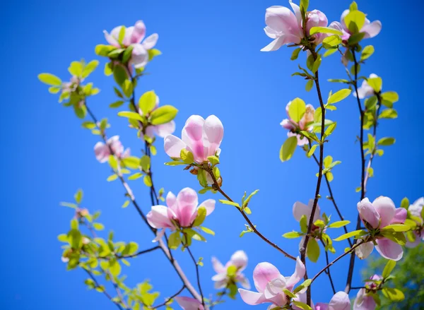 Magnolia piękne różowe kwiaty na tle błękitnego nieba. Kwiatowy obraz wiosna — Zdjęcie stockowe