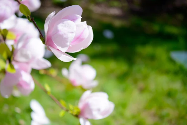 Magnolia piękne różowe kwiaty na zielonym tle. Kwiatowy obraz wiosna — Zdjęcie stockowe