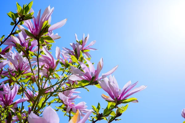 Beautiful Pink Magnolia Flowers on Blue Sky Background. Spring Floral Image — Stock Photo, Image