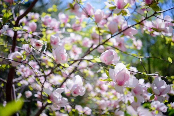 Mooie roze Magnolia bloemen. Lente achtergrond — Stockfoto