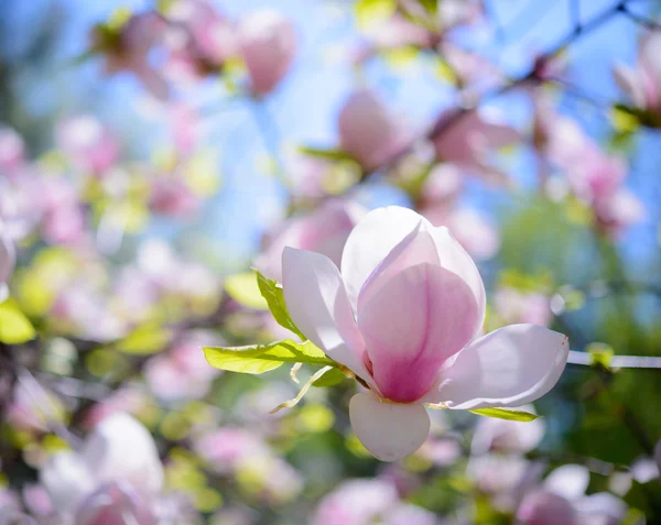 Vacker rosa Magnolia blommor. Våren bakgrund — Stockfoto