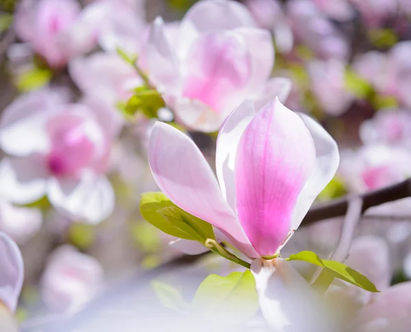 Magnolia piękne różowe kwiaty. Tło wiosna — Zdjęcie stockowe