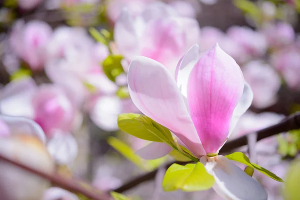 Beautiful Pink Magnolia Flowers. Spring Background — Stock Photo, Image