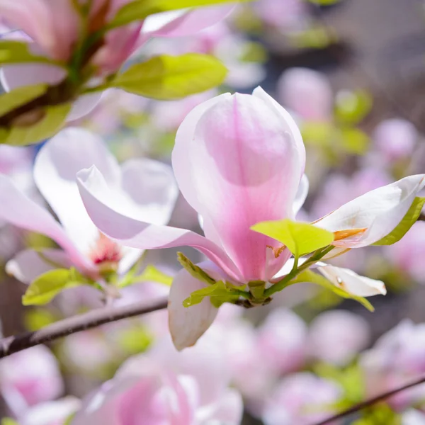 Magnolia piękne różowe kwiaty. Tło wiosna — Zdjęcie stockowe