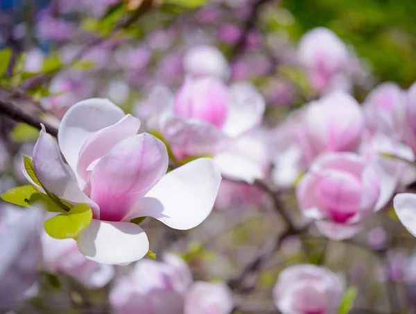 Magnolia piękne różowe kwiaty. Tło wiosna — Zdjęcie stockowe