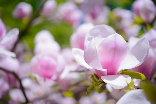 Magnolia piękne różowe kwiaty. Tło wiosna — Zdjęcie stockowe