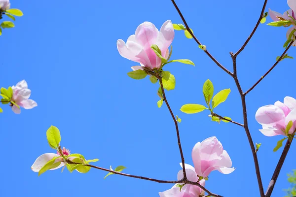 푸른 하늘 배경에서 아름 다운 핑크 목련 꽃입니다. 봄 꽃 이미지 — 스톡 사진