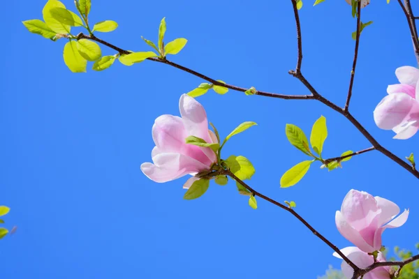 Vacker rosa Magnolia blommor på blå himmel bakgrund. Våren blommor bild — Stockfoto