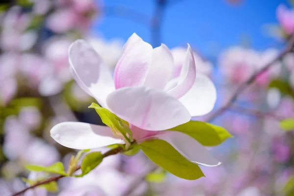 Gyönyörű rózsaszín magnólia virág a kék ég háttér. Tavaszi virágos kép — Stock Fotó