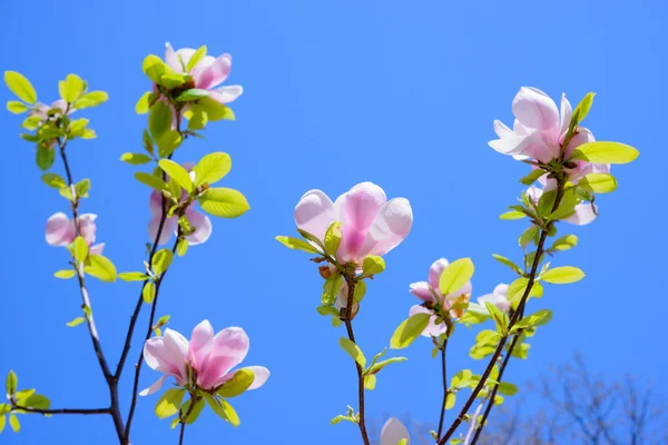 Magnolia piękne różowe kwiaty na tle błękitnego nieba. Kwiatowy obraz wiosna — Zdjęcie stockowe