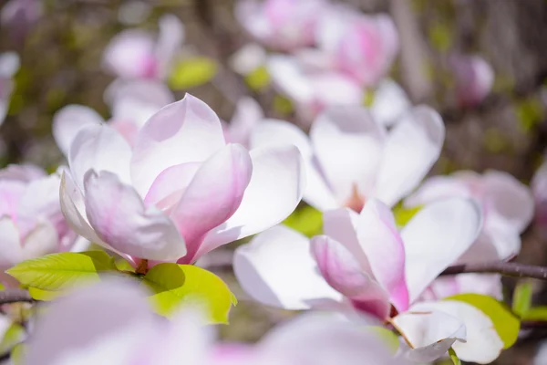 Magnolia piękne różowe kwiaty. Tło wiosna — Zdjęcie stockowe