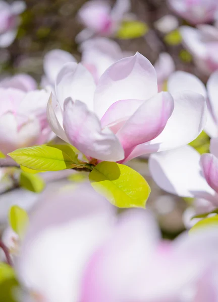 아름 다운 분홍색 목련 꽃입니다. 봄 배경 — 스톡 사진