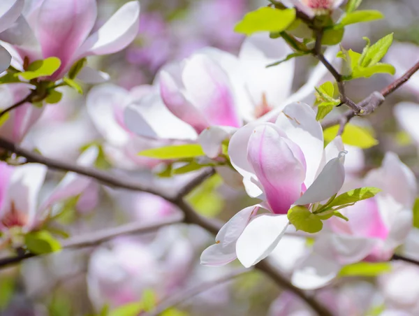 Magnolia piękne różowe kwiaty. Tło wiosna — Zdjęcie stockowe