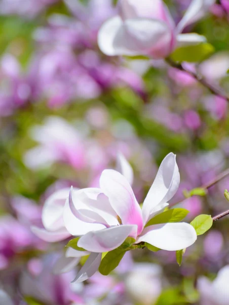 Magnolia piękne różowe kwiaty. Tło wiosna — Zdjęcie stockowe