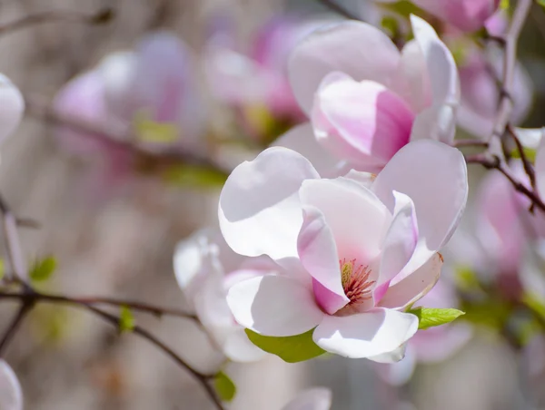 Magnolia piękne różowe kwiaty. Tło wiosna — Zdjęcie stockowe