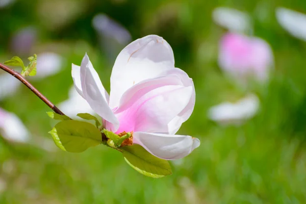 Güzel pembe Manolya çiçek yeşil zemin üzerine. Bahar çiçek resim — Stok fotoğraf