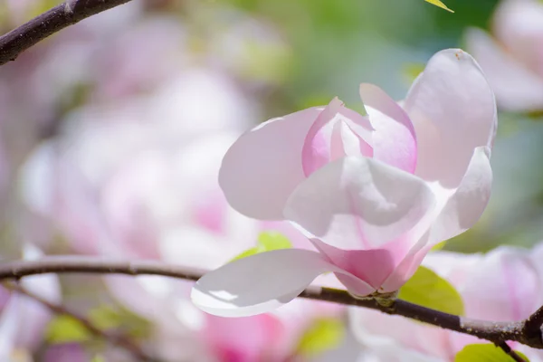 Beautiful Pink Magnolia Flowers. Spring Background — Stock Photo, Image