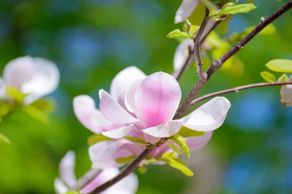 Beautiful Pink Magnolia Flowers on Green Background. Spring Floral Image — Stock Photo, Image