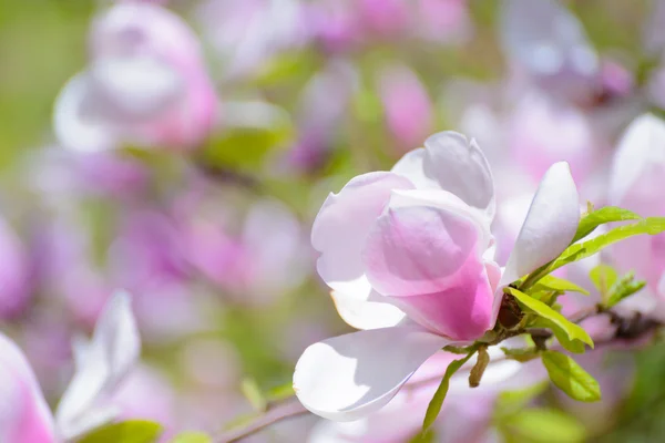 Magnolia piękne różowe kwiaty. Tło wiosna — Zdjęcie stockowe